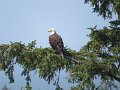 (30) Bald Eagle - Cape Disappointment